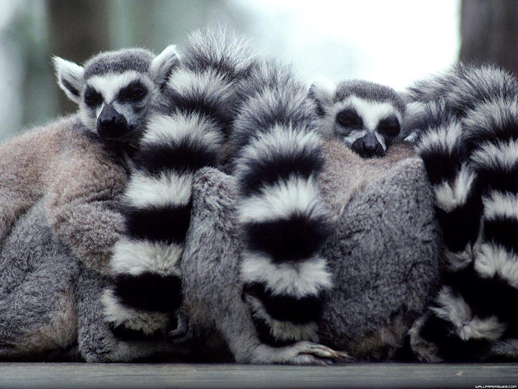 Lemurs-lemurs-24113696-1024-768