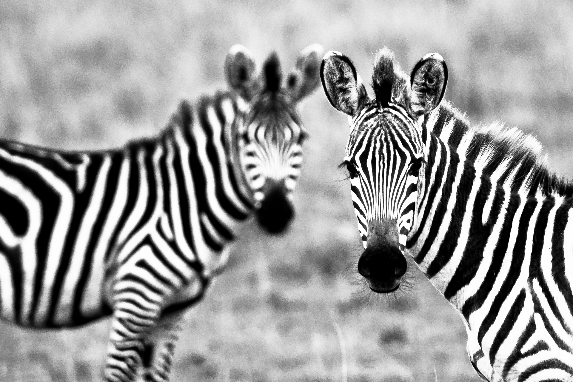 Zebra-HD-Widescreen-Wallpapers